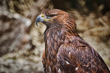 Image showing Portrait of Eagle