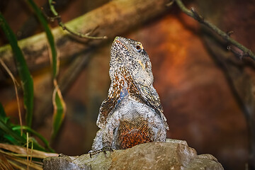 Image showing Guatemalan Spiny-tailed Iguana