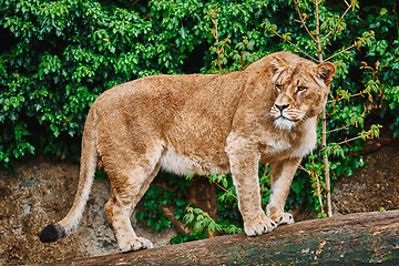 Image showing Lioness on the Log