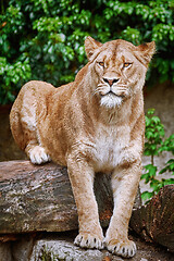 Image showing Lioness on the Log