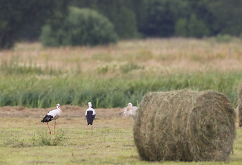 Image showing White Stork among hay bale