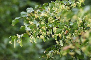 Image showing Linden tree branch flowering