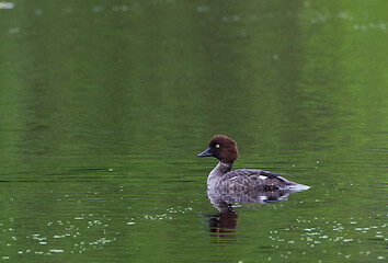 Image showing Common Goldeneye(Bucephala clangula) female in water