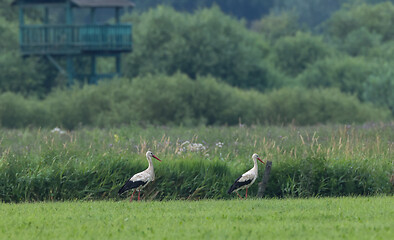 Image showing White Stork in meadow and bird watching tower