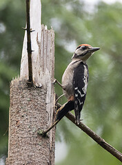 Image showing Great spotted woodpecker (Dendrocopos major) male