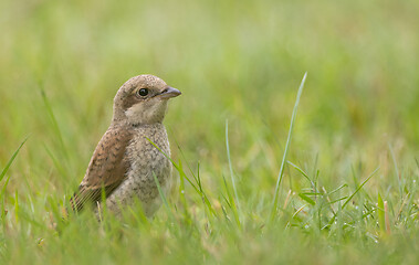 Image showing  Red-backed Shrike (Lanius collurio) female