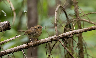 Image showing Eurasian Wren (Troglodytes troglodytes) close up