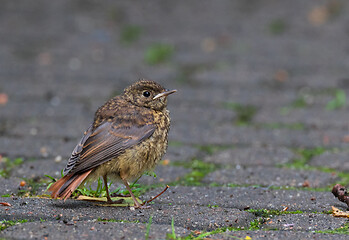 Image showing Juvenile Common redstart (Phoenicurus phoenicurus) portrait