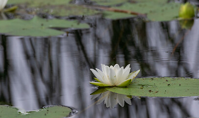 Image showing Single flowering water lily