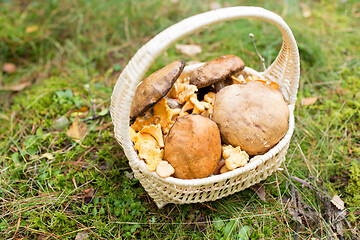 Image showing basket of mushrooms in autumn forest