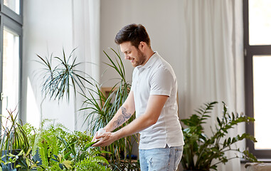 Image showing man cleaning houseplant\'s leaves at home