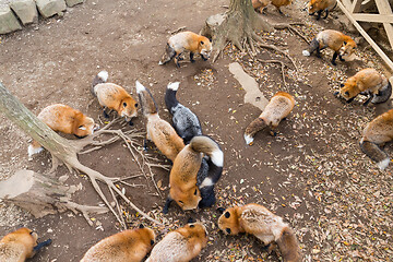 Image showing All Fox eating together