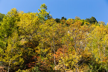 Image showing Autumn forest