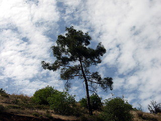 Image showing Tree in the clouds. Cyprus