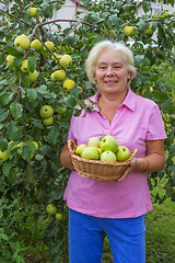 Image showing Happy woman collecting apples in the garden