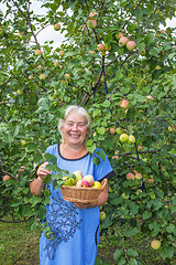 Image showing Mature laughing woman in the garden with apples