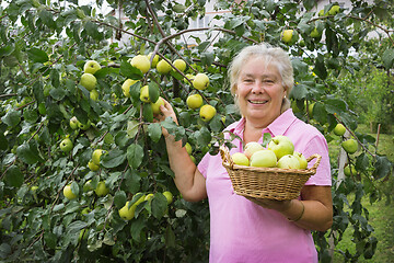 Image showing Elderly woman collecting apples in the garden