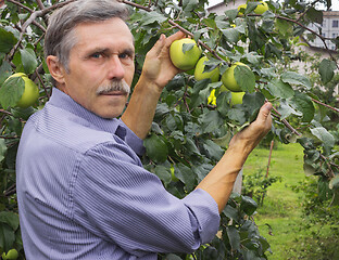 Image showing Elderly man in the orchard at the August