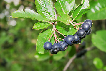 Image showing Fruits of Aronia