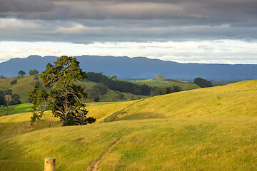 Image showing typical rural landscape in New Zealand