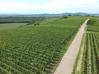 Image showing aerial view of a vineyard in Breisgau, Germany