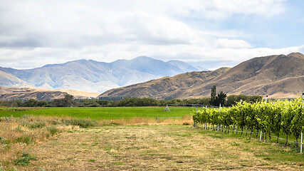 Image showing Agriculture in New Zealand south island