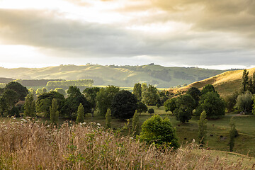 Image showing typical rural landscape in New Zealand