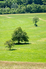 Image showing green summer meadow with trees