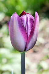 Image showing Lila Tulpe   purple  tulip   (Tulipa) 