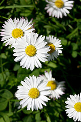 Image showing Several flowering daisies (Bellis perennis)	Mehrere blühende Gänseblümchen (Bellis perennis)  