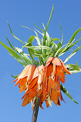 Image showing Kaiserkrone  Imperial Crown  (Fritillaria imperialis) 