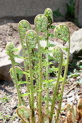 Image showing A ferns (pteridophyta) at the first sprouting in spring 	Ein Farn (Pteridophyta) beim ersten Austreiben im Frühling 