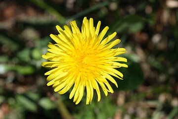 Image showing Löwenzahnblüte dandelion  ( taraxacum sect ruderalia) 