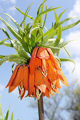 Image showing Kaiserkrone  Imperial Crown  (Fritillaria imperialis) 