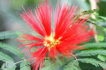 Image showing  Seidenakazie  silk acacia  (Albizia julibrissin) 