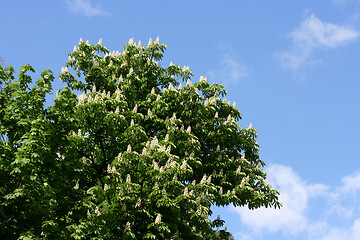 Image showing Rosskastanie  Horse chestnut  (Aesculus) 