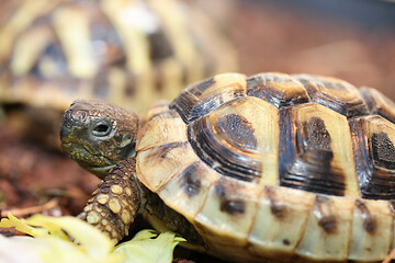 Image showing Hermann's tortoise  (Testudo hermanni boettgeri)  