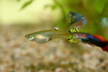 Image showing Guppy   (Poecilia reticulata) 