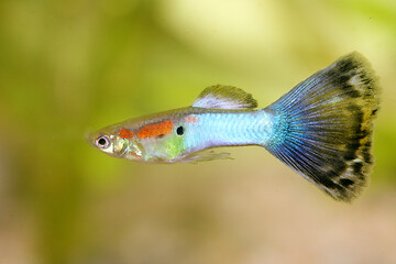 Image showing Guppy   (Poecilia reticulata)