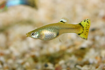 Image showing Guppy   (Poecilia reticulata) 