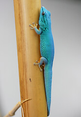 Image showing Gecko (Lygodactylus willamsi) 