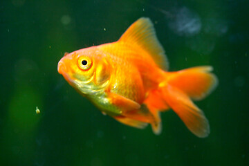 Image showing Goldfish    (Cyprinidae) 