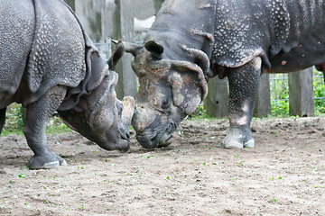 Image showing White Rhino  (Ceratotherium simum)  