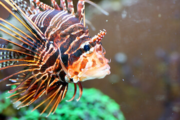 Image showing Antenna fire fish   (Pterois antennata) 