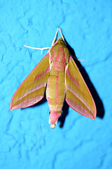 Image showing Butterfly  (Deilephila porcellus)  