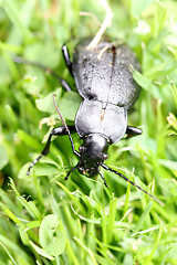 Image showing Ground beetles   (Carabidae)  