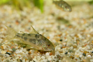 Image showing Marbled catfish  (Corydoras paleatus) 