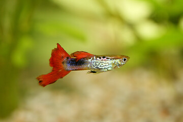 Image showing Guppy   (Poecilia reticulata)