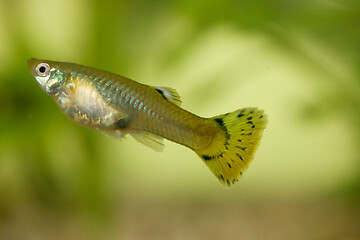 Image showing Guppy   (Poecilia reticulata) 