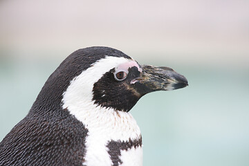 Image showing humboldt penguin  (Spheniscus humboldti) 